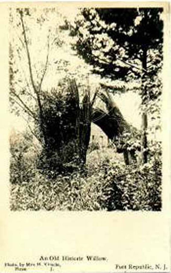 Port Republic Historic Willow 1907 Port Republic Old Pictures